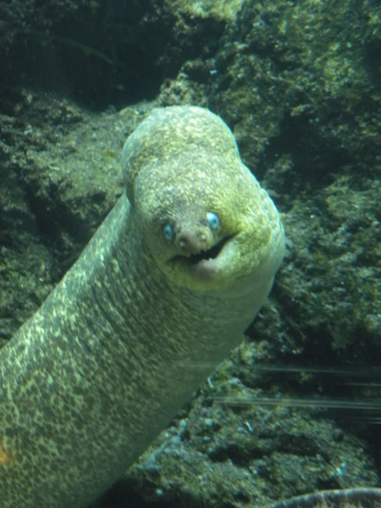 Amusing Eel