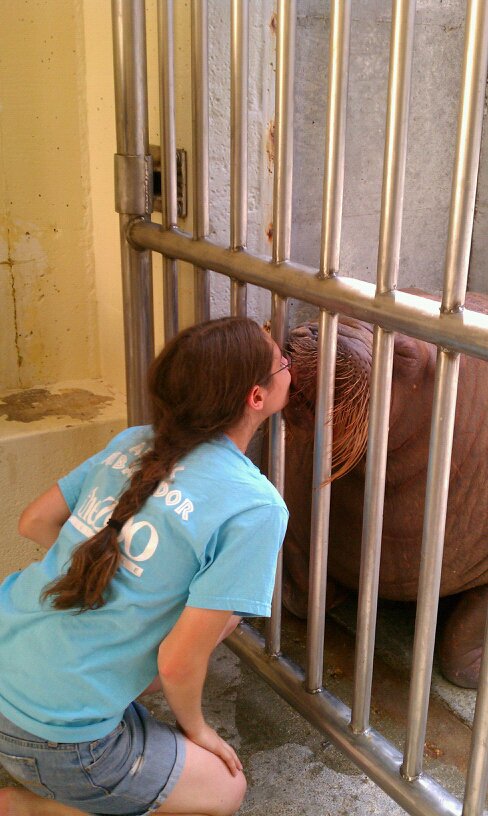 Walrus Kisses