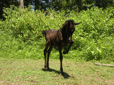 Prancing foal