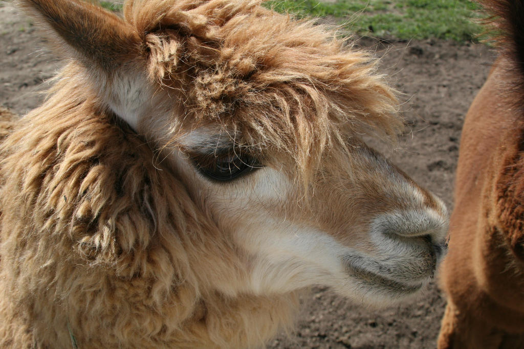 Alpaca