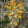 Long Island Orchid