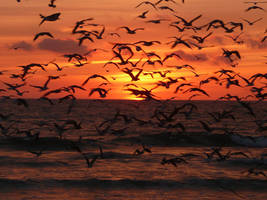 Birds on Sunset