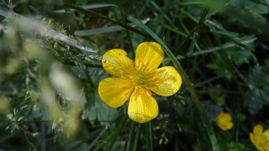 Yellow flower