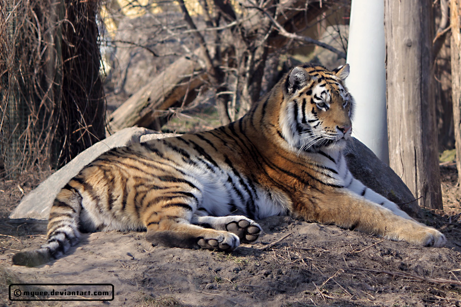 Siberian Tiger 2