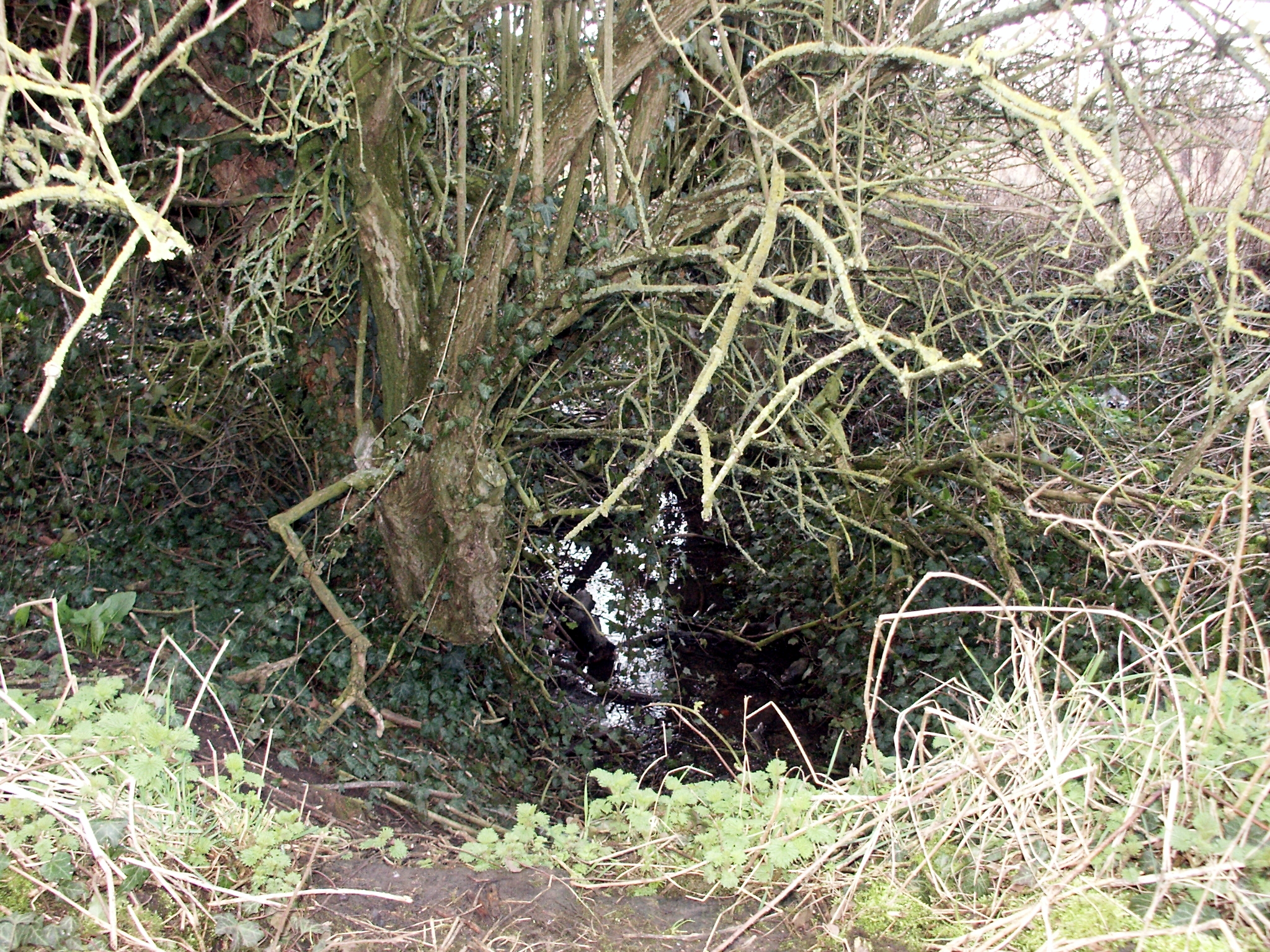 Creek in Woodland Park