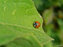 Lady Bug