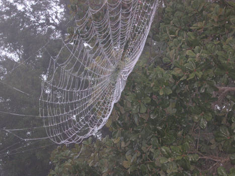 Spider Web