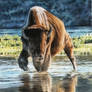 Bison - Oil on Canvas