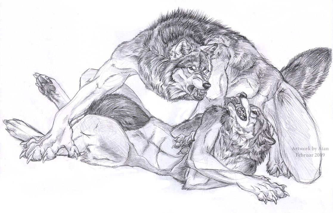 Hierarchy by Atan