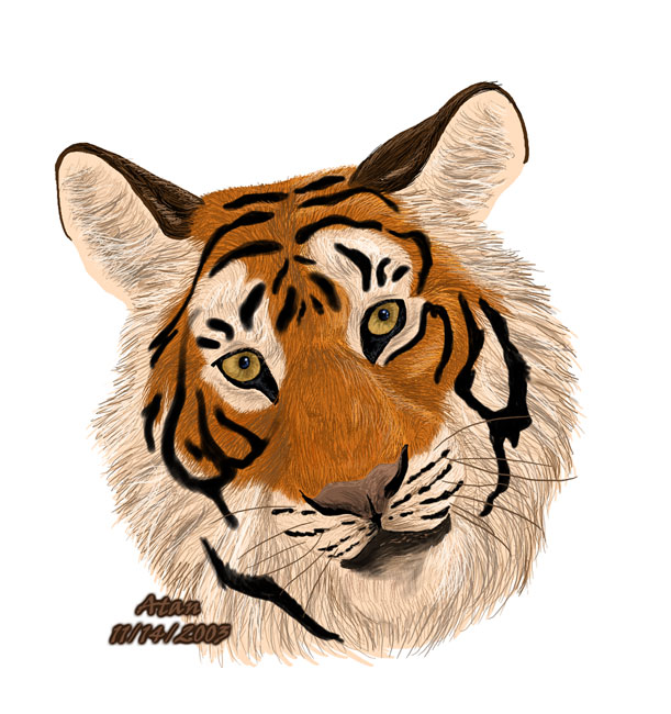 Tiger head