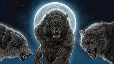 fullmoon trio