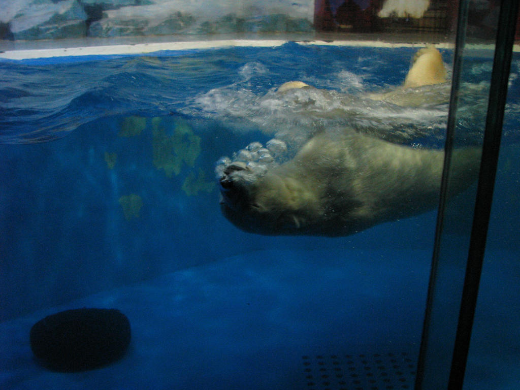 Polar Bear Blowing Bubbles by JimBobBillyJoeJang on DeviantArt