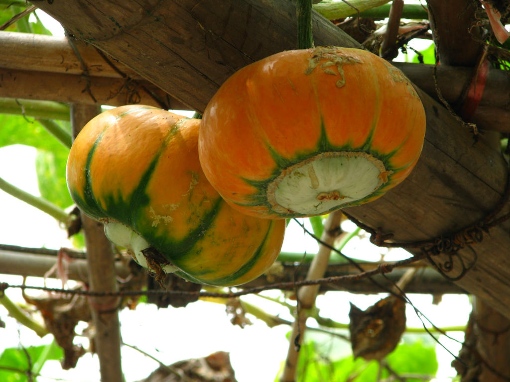 Pumpkin Butt