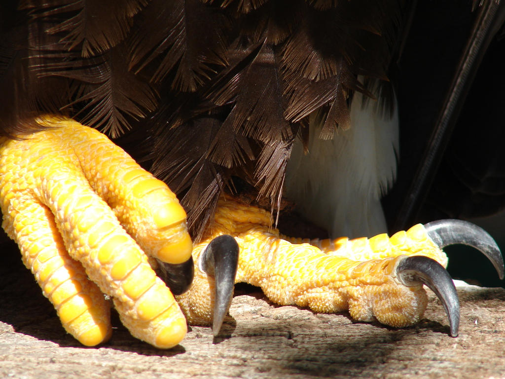 Eagle Scratch by tchernobyledshrimp on DeviantArt