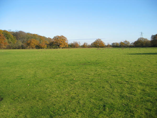 Field by raindroppe