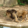 Lion 7