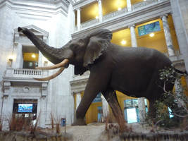 Elephant 15