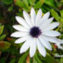 FX flower 01