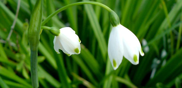 PH flower 03
