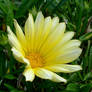 PH flower 13