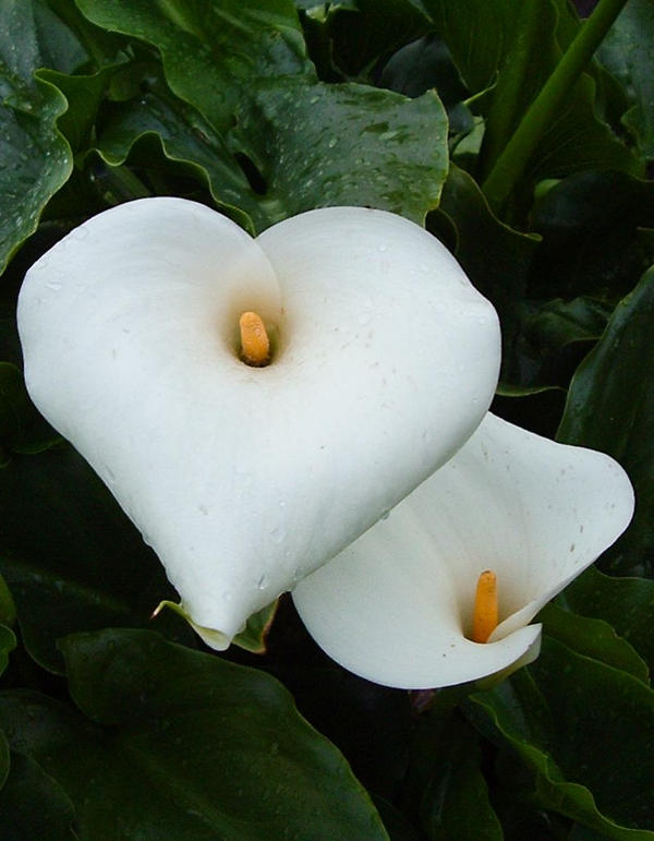 PH flower 12