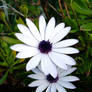 PH flower 04