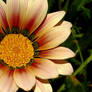 bP flower 09
