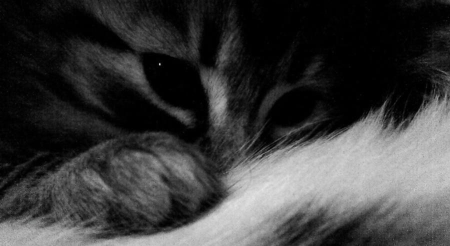 bP cat 05