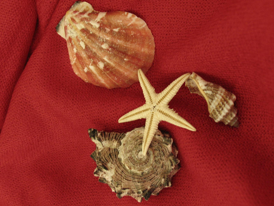 Star Using Shell star and shells by Nard66 on DeviantArt
