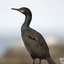 Common Shag 01