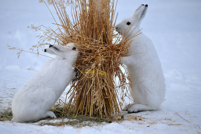 Lepus timidus I