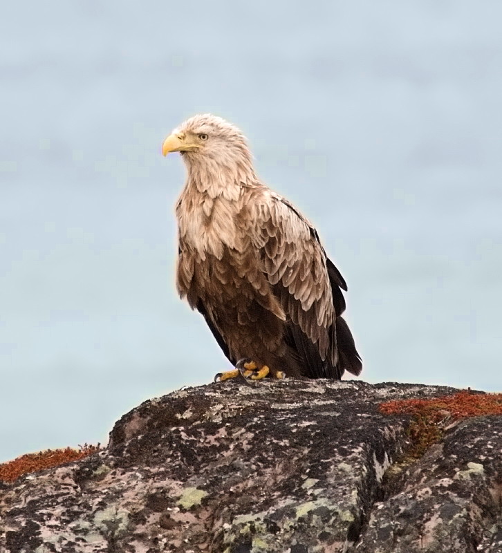 White-tailed Eagle 03