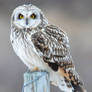 Short-eared Owl