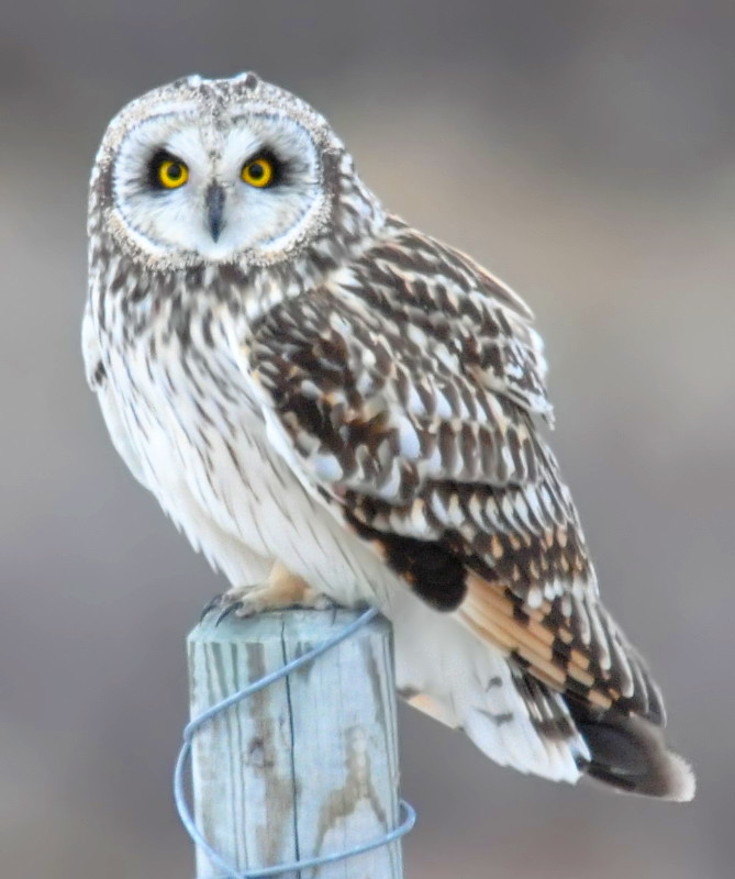 Short-eared Owl