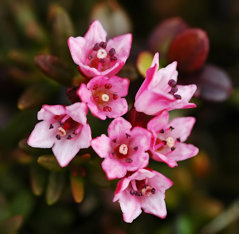 Loiseleuria procumbens