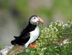 Atlantic Puffin 04 by nordfold