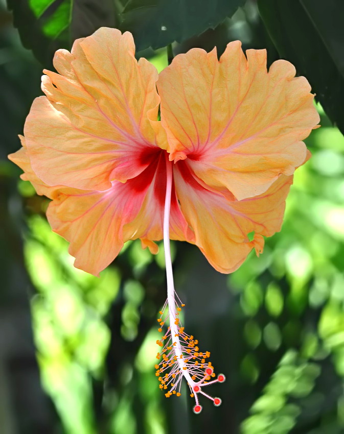 Hibiscus II