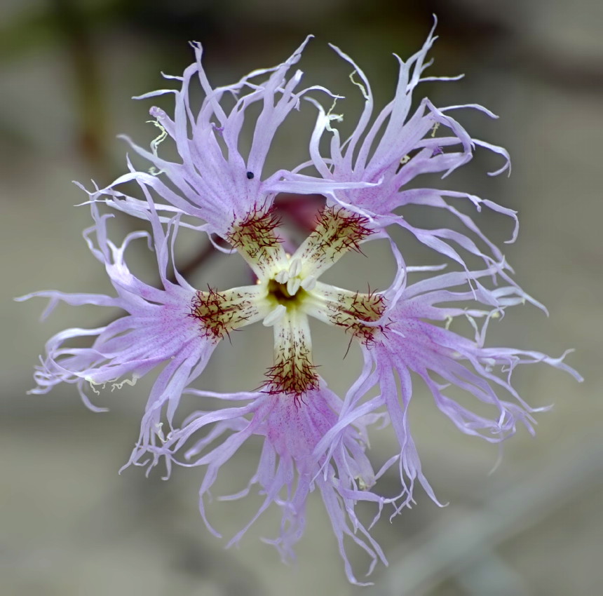 Dianthus superbus