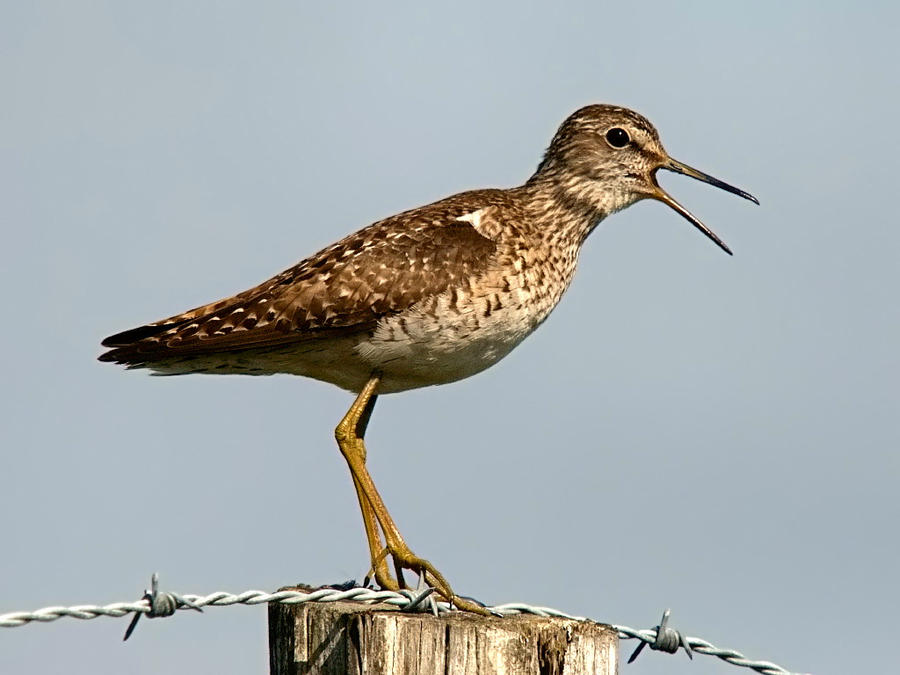 Tringa glareola