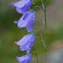 Campanula rotundifolia IV