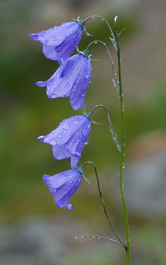 Campanula rotundifolia IV