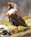 The Ruff 08 by nordfold