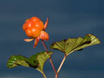 Rubus chamaemorus III by nordfold