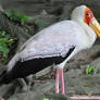 Yellow-billed Stork