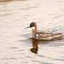 Red-necked Phalarope 02