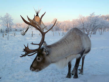 Reindeer husbandry