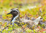 Eurasian Golden Plover II by nordfold