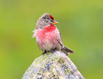 Arctic Redpoll X by nordfold