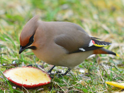 Bohemian Waxwing