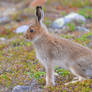 Mountain Hare 06